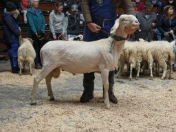 2025 Bilder 1A Tiere &raquo; 2025: 1A Tiere Weilheim