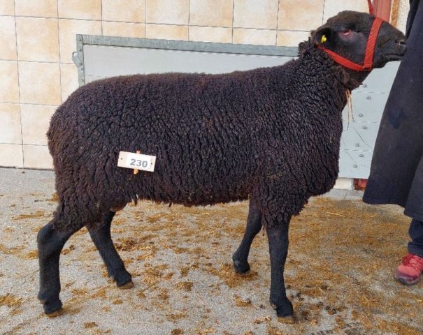 DE010990440118 BY-TH