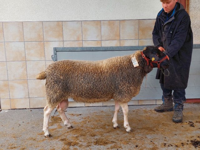 DE010991960254 BY-RM