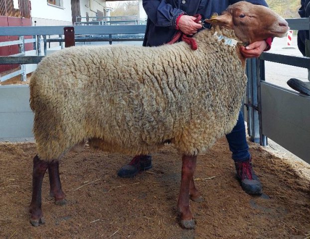 DE010993210306 BY-SW