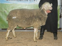 2026 Bilder 1A Tiere &raquo; 1A Tiere Ansbach 25.02.2026