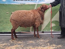 2026 Bilder 1A Tiere &raquo; 1A Tiere Wertingen 21.03.2026